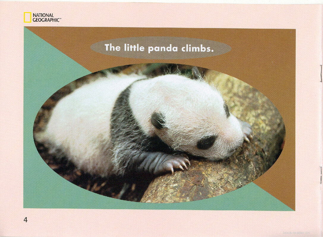 The Little Panda绘本故事第5页