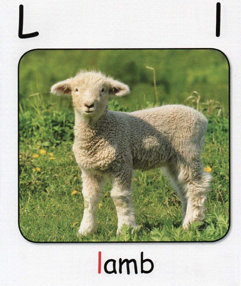 L绘本故事第3页