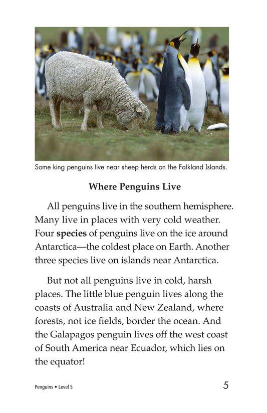 Penguins绘本故事第4页