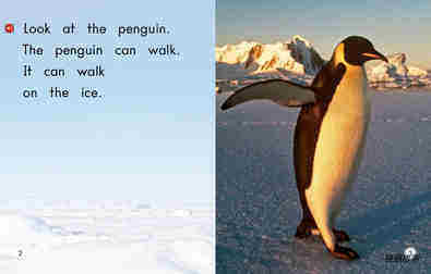 All About Penguins绘本故事第3页