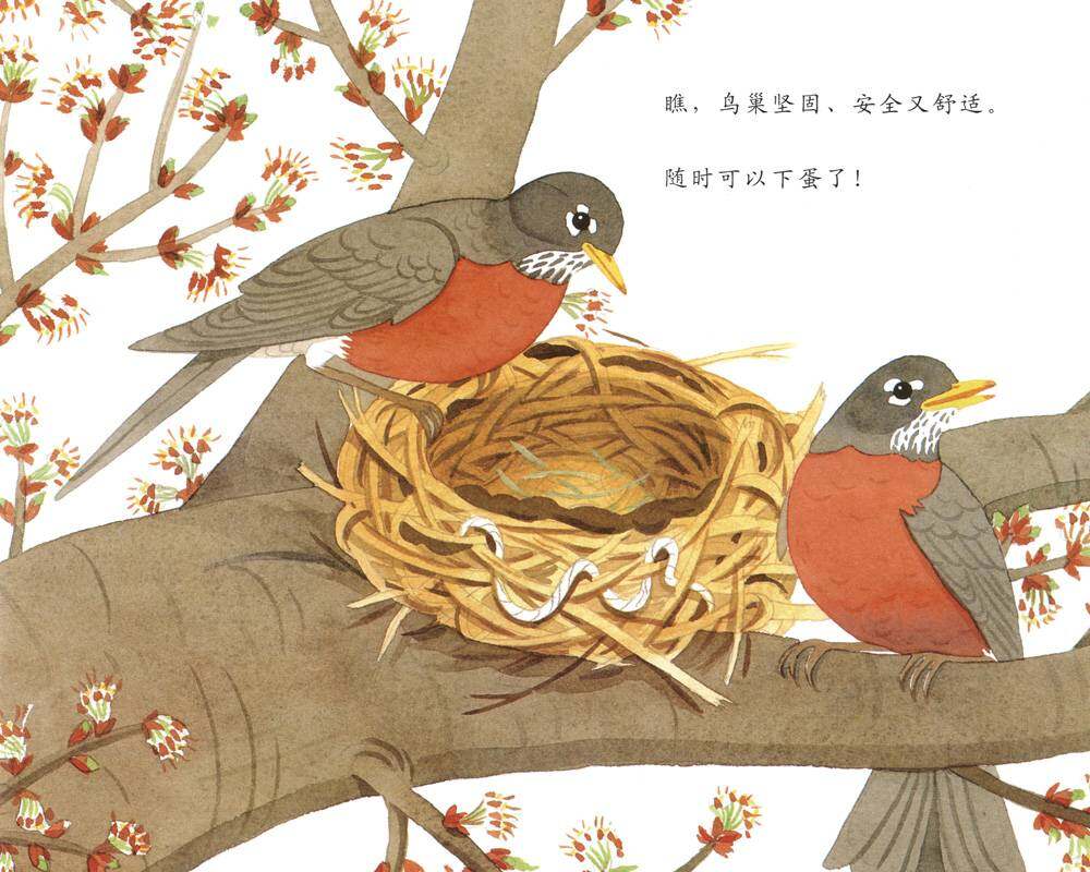 自然科学启蒙（第三辑）——一窝鸟蛋绘本故事第4页