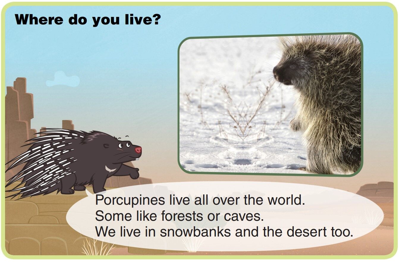 Porcupine绘本故事第4页