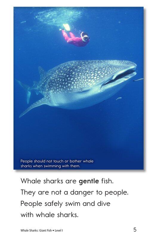 Whale Sharks Giant Fish绘本故事第4页