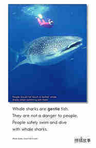 Whale Sharks Giant Fish绘本故事第4页