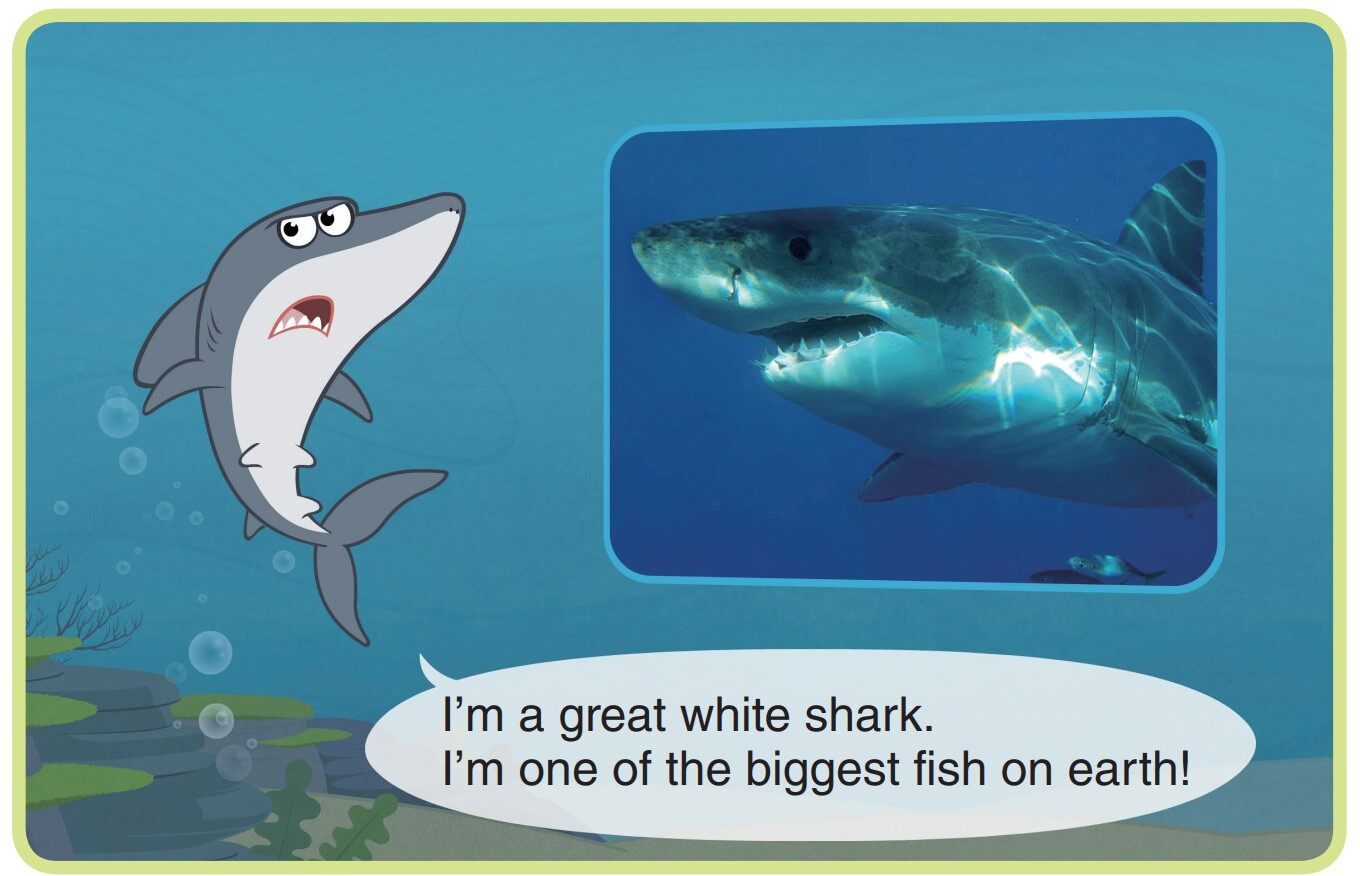 Great White Shark绘本故事第3页
