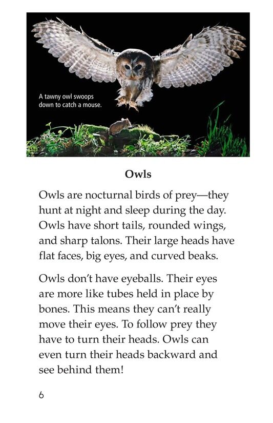 Birds of Prey绘本故事第5页