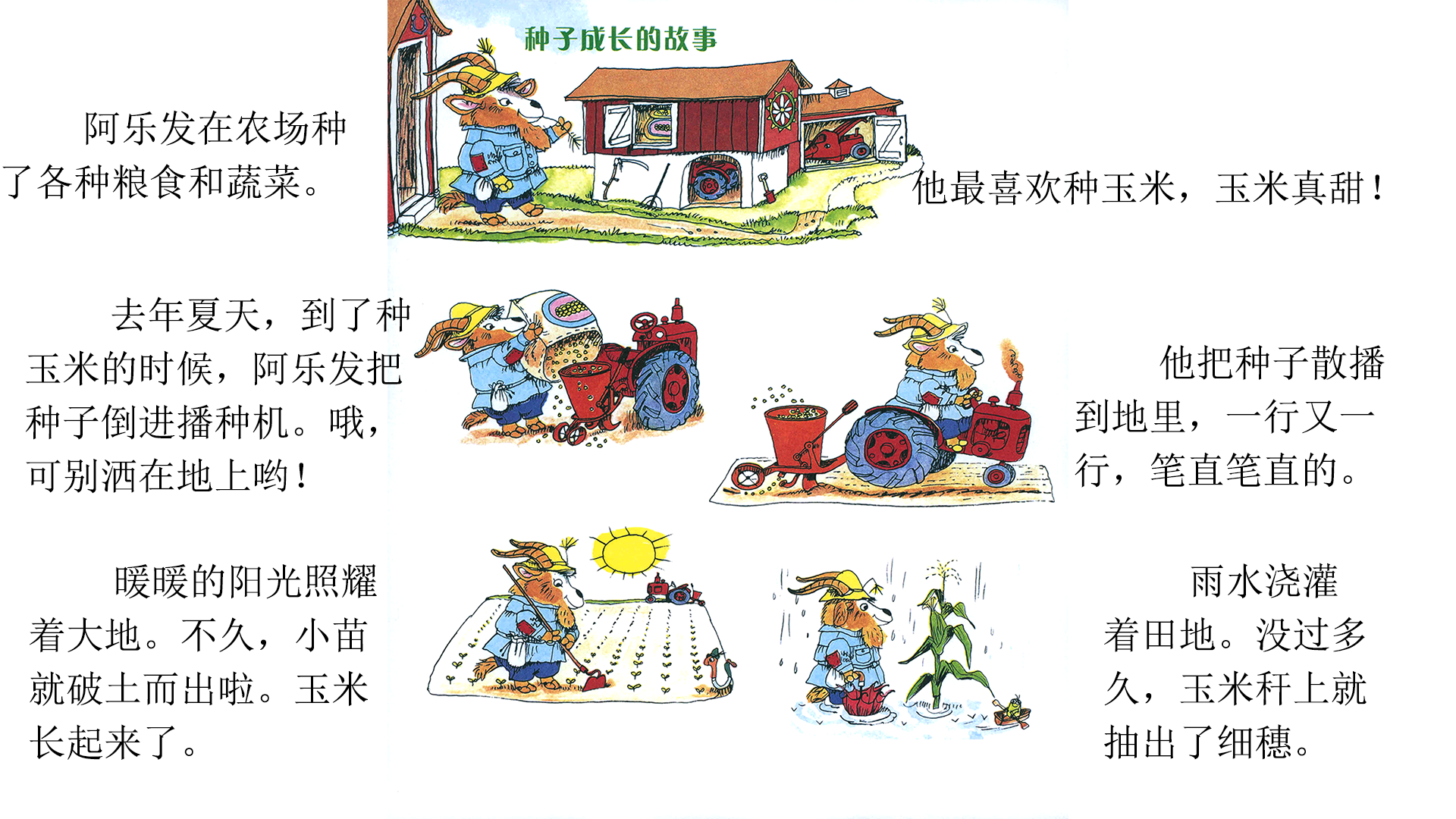 忙忙碌碌镇6：种玉米绘本故事第3页