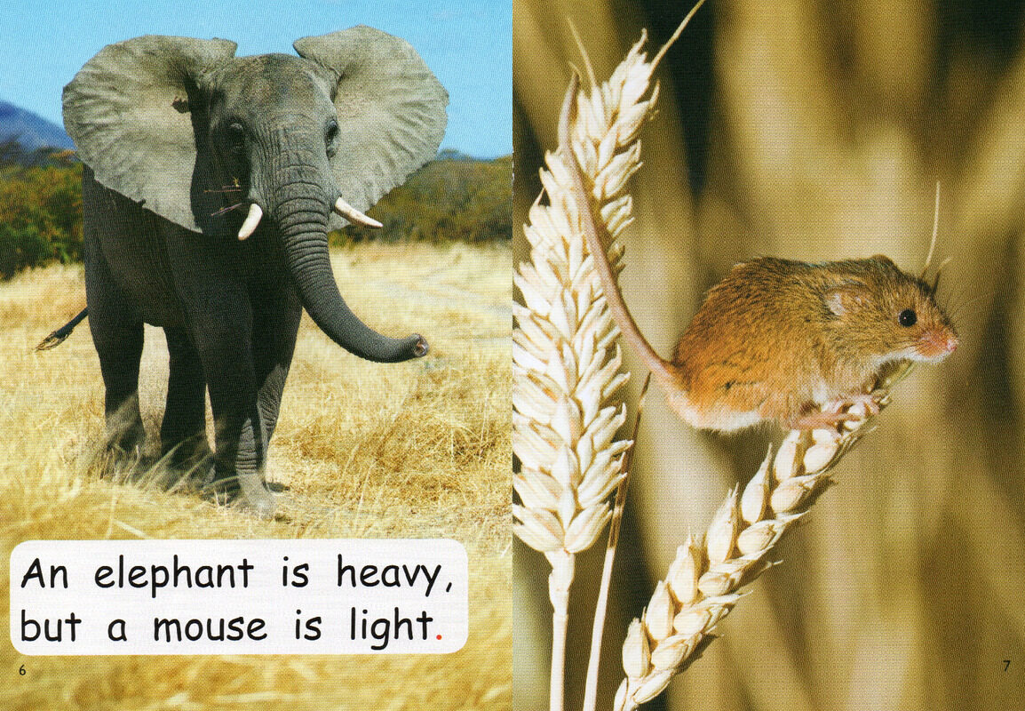 heavy or light绘本故事第5页