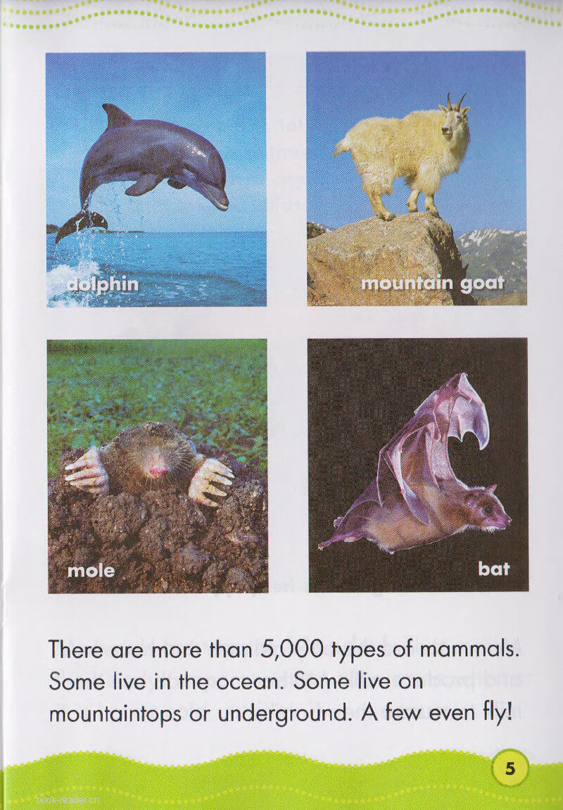 Marvelous Mammals绘本故事第4页