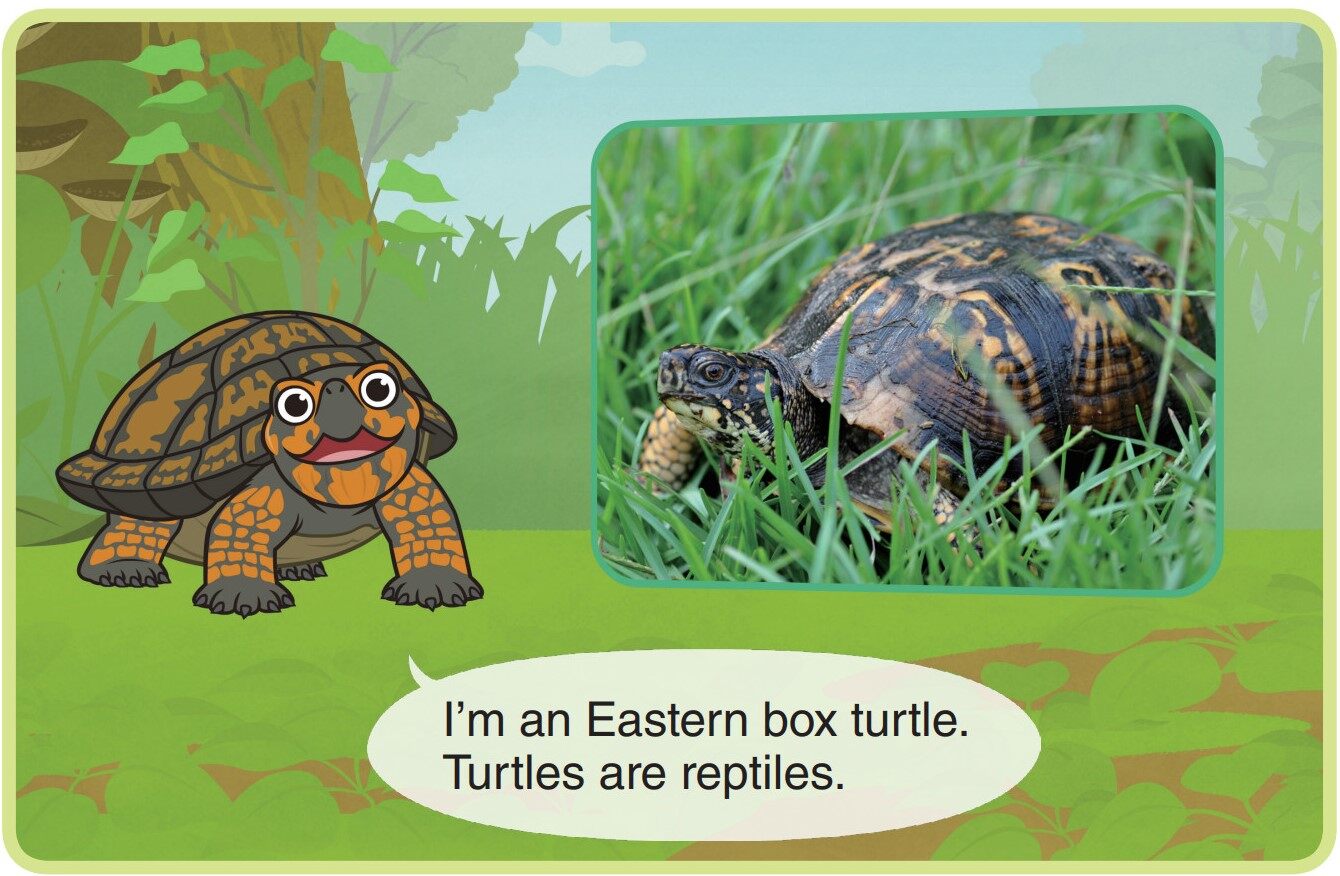 Eastern Box Turtle绘本故事第3页