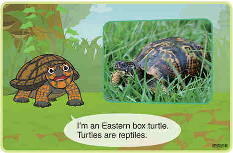 Eastern Box Turtle绘本故事第3页