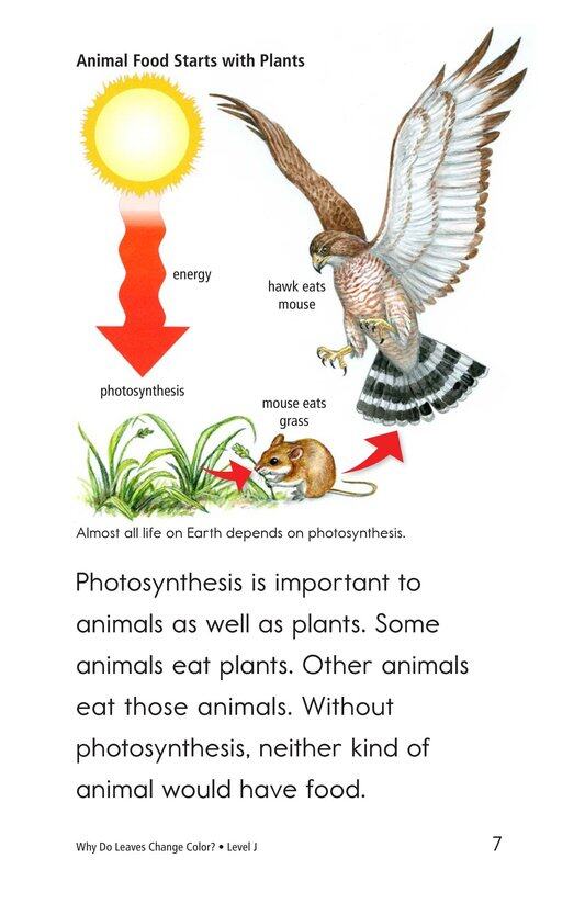 Why Do Leaves Change Color绘本故事第5页