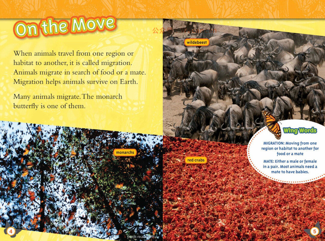 Butterflies绘本故事第3页