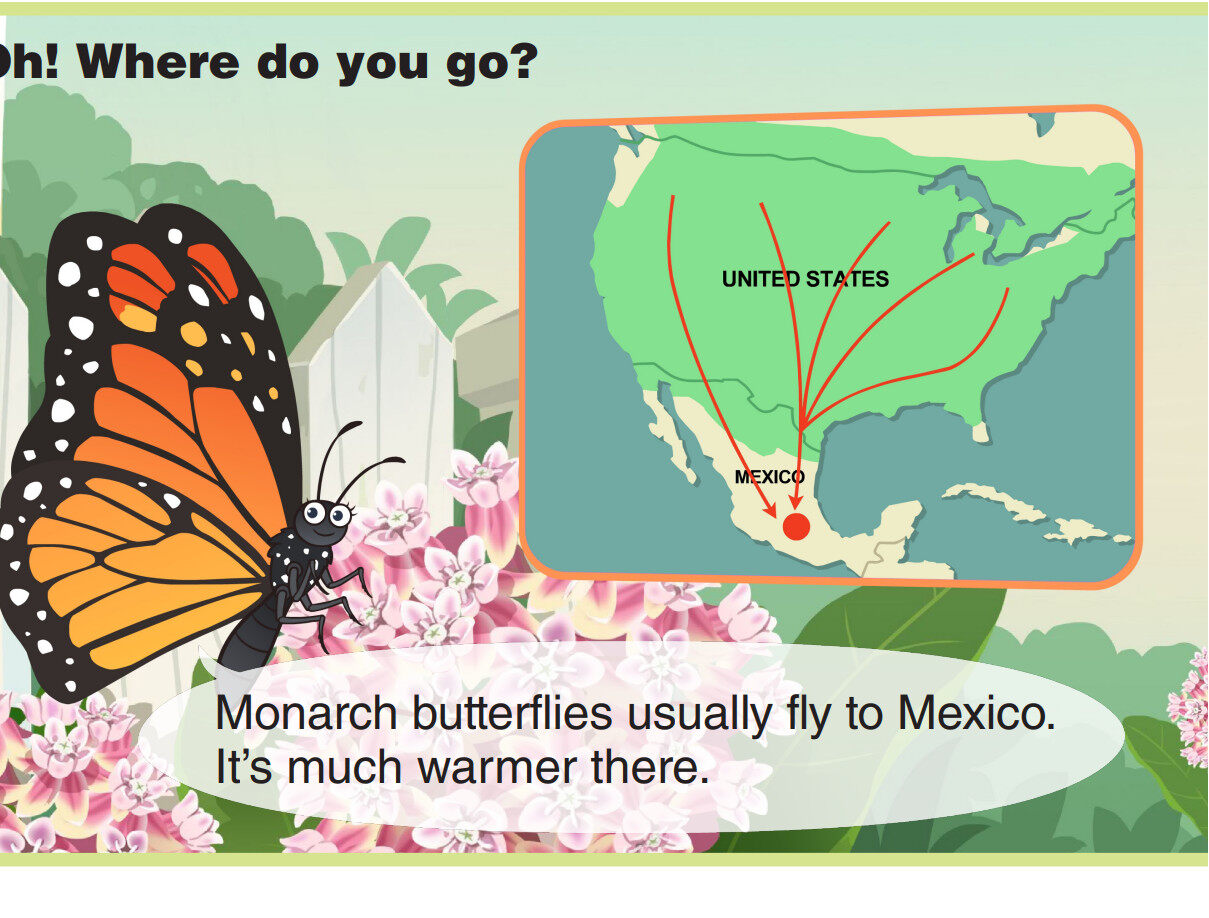 Monarch Butterfly绘本故事第5页