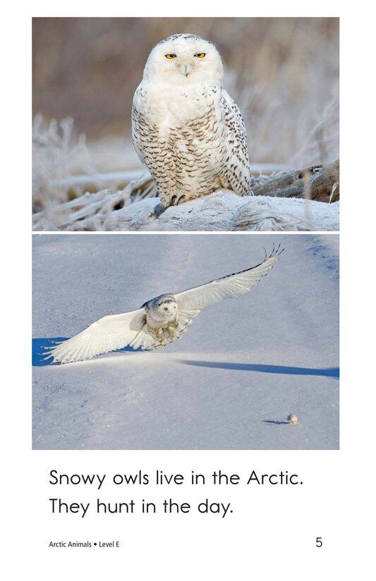 Arctic Animals绘本故事第5页