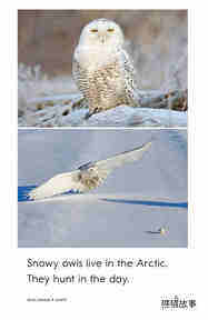Arctic Animals绘本故事第5页