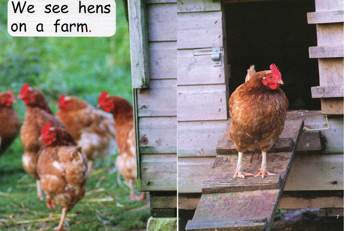 who lives on a farm绘本故事第5页