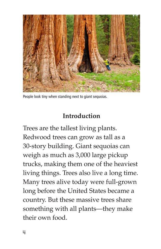 About Trees绘本故事第3页