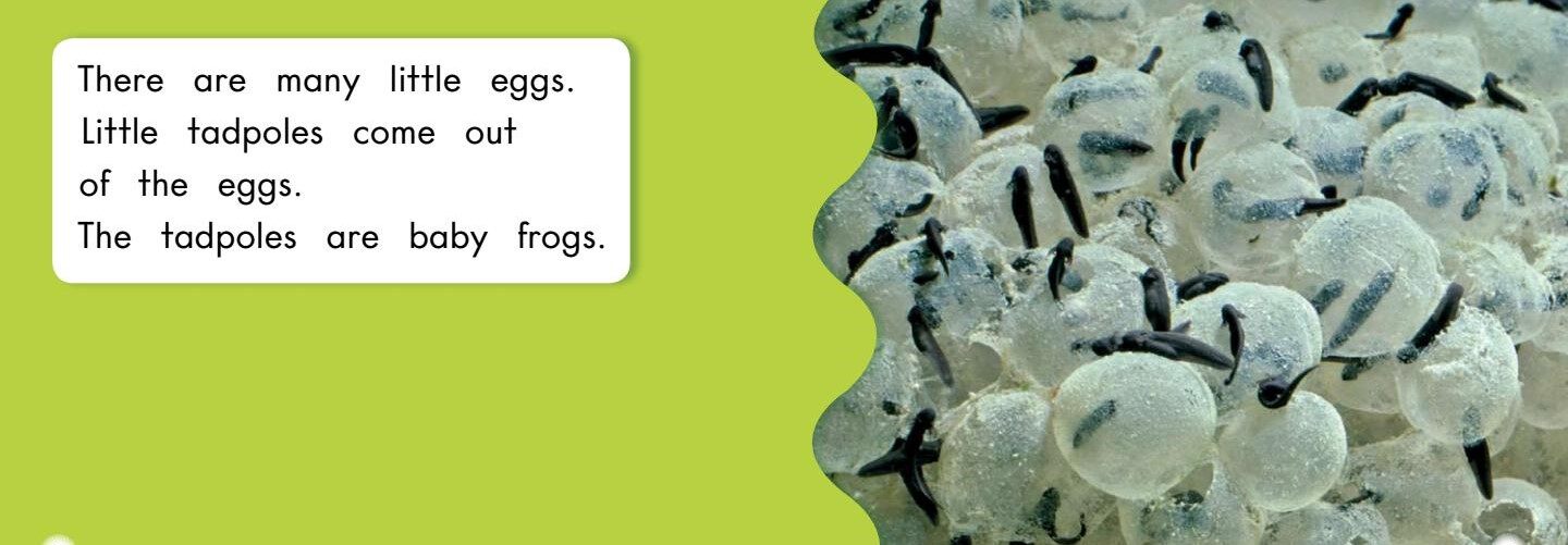 How frogs grow绘本故事第4页