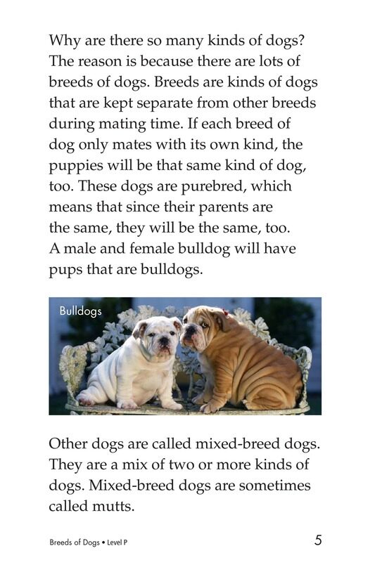 Breeds of Dogs绘本故事第4页