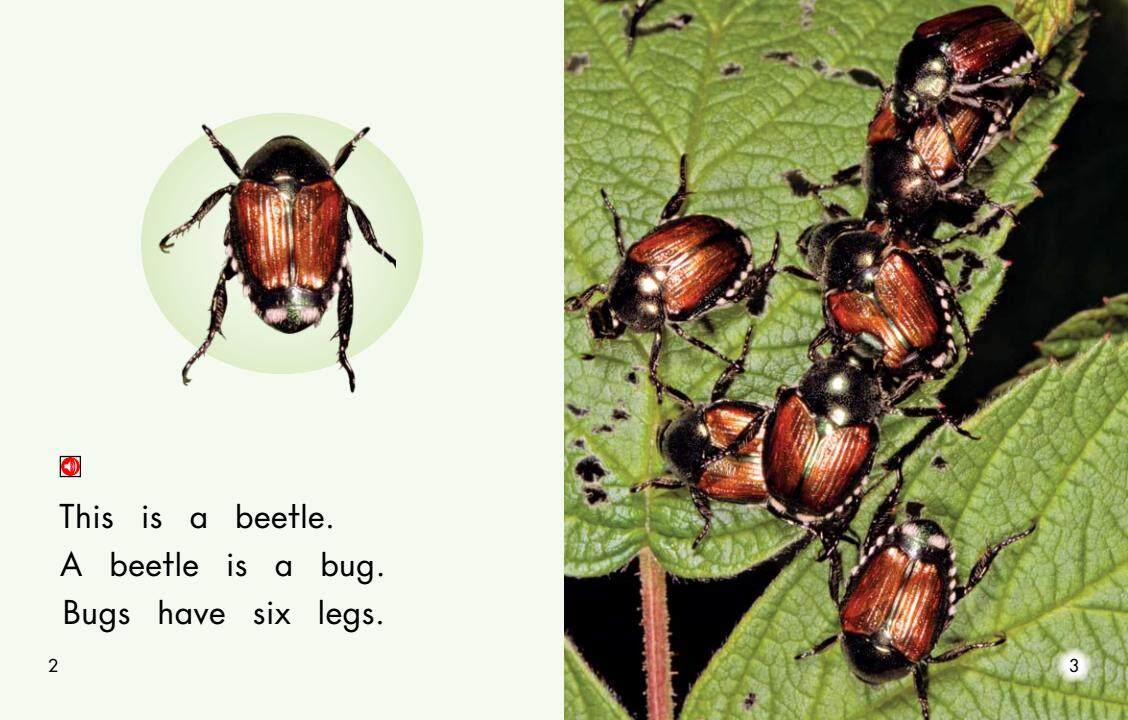 All About Bugs绘本故事第3页