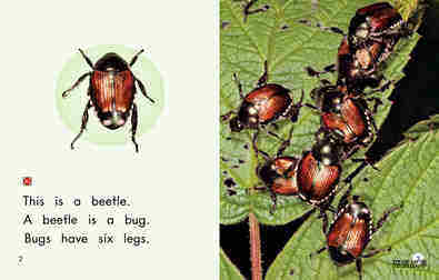 All About Bugs绘本故事第3页