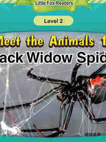 Black Widow Spider