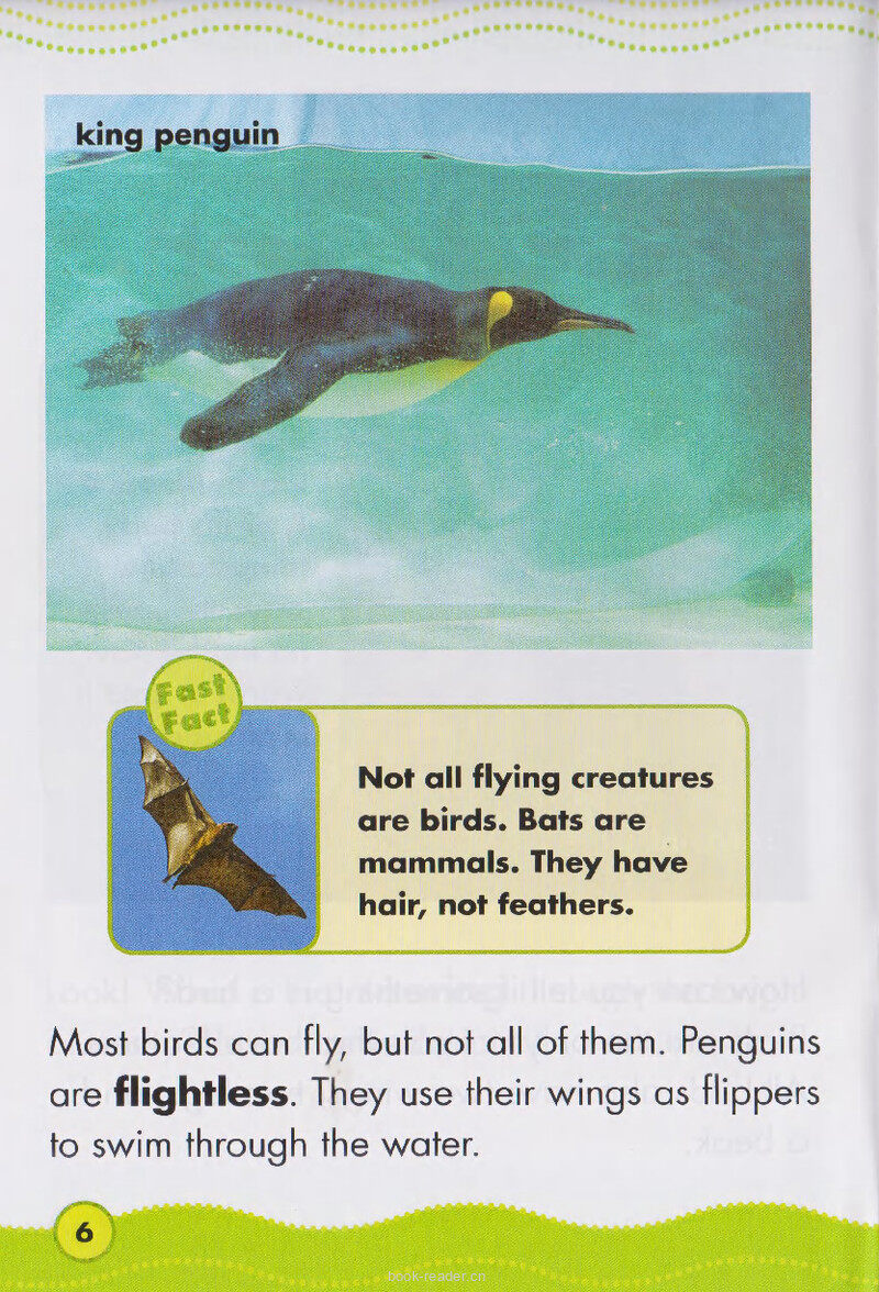 Beautiful Birds绘本故事第5页