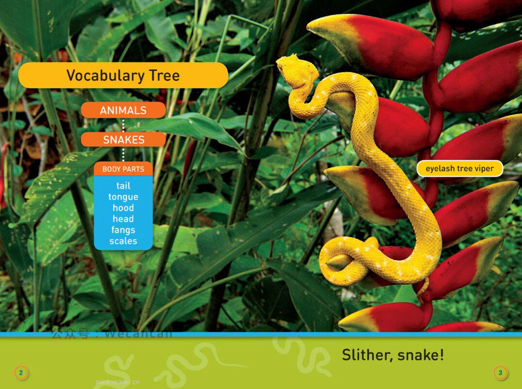 Slither Snake绘本故事第3页