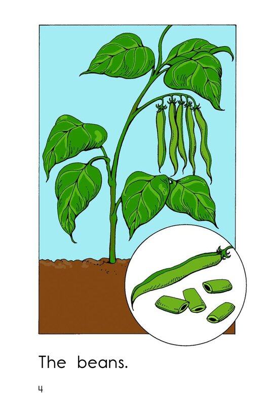 The Garden绘本故事第4页