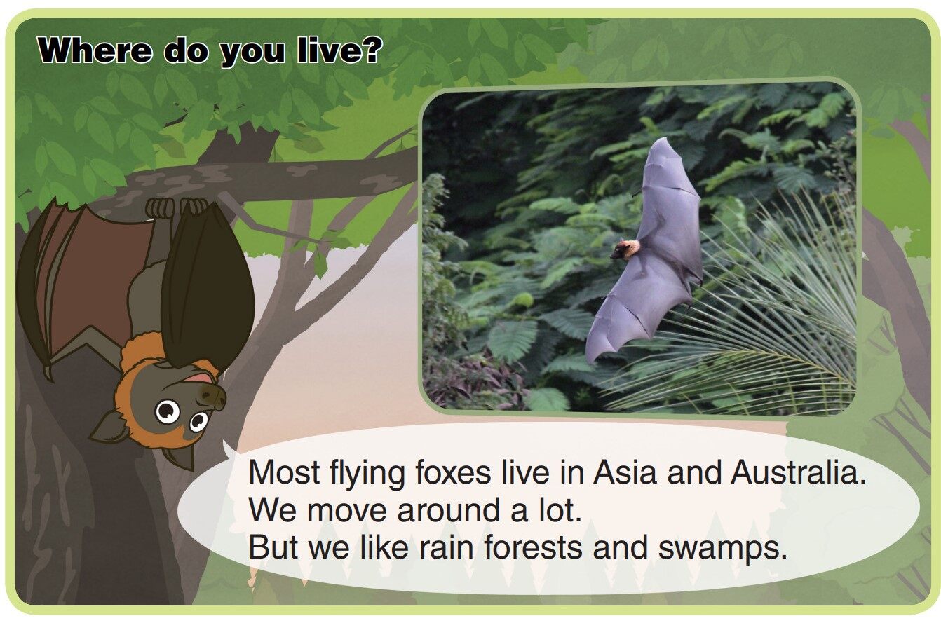 Flying Fox绘本故事第4页