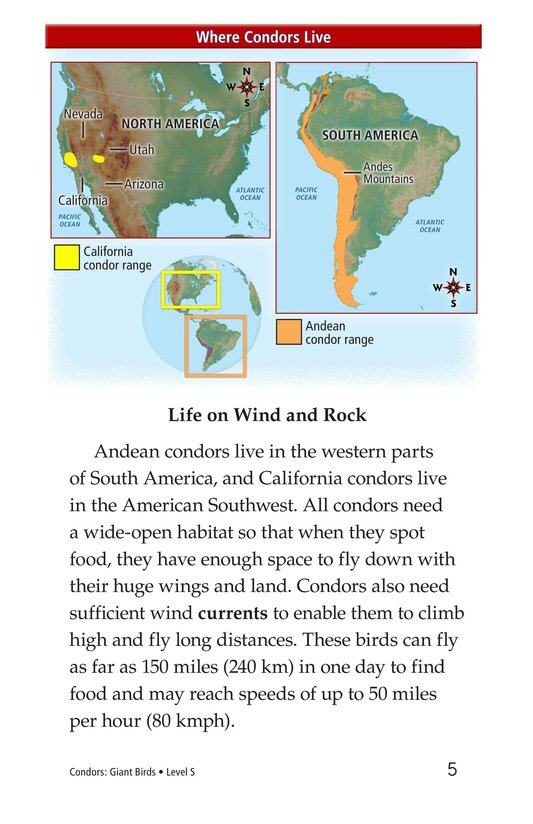 Condors Giant Birds绘本故事第4页