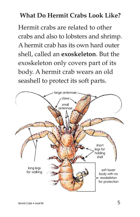 Hermit Crabs绘本故事第4页