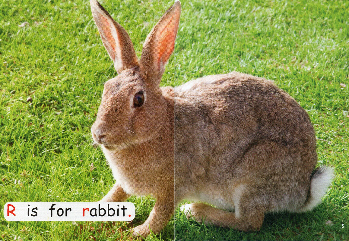 look after pets绘本故事第4页