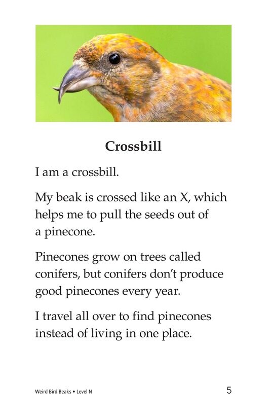 Weird Bird Beaks绘本故事第4页