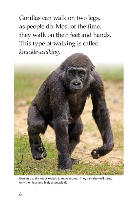 Gorillas绘本故事第5页