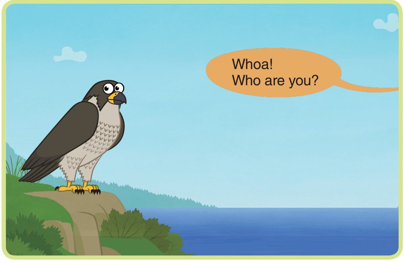 Peregrine Falcon绘本故事第2页