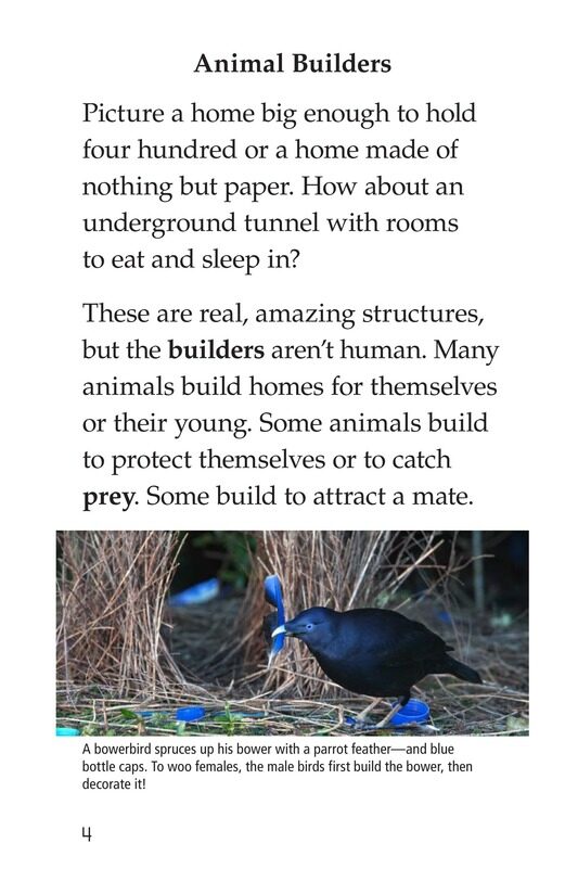 What Built This绘本故事第3页