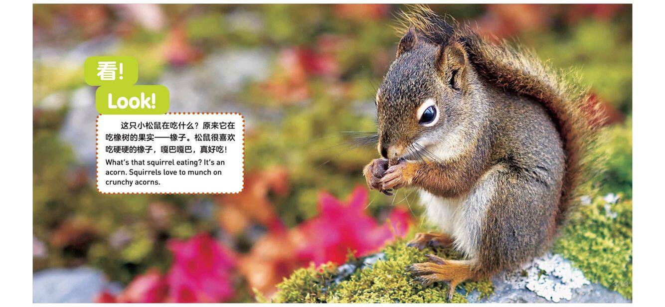 树的成长绘本故事第3页