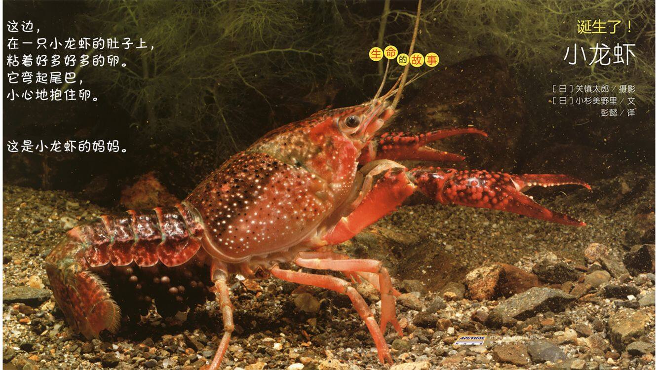 诞生了！小龙虾绘本故事第4页