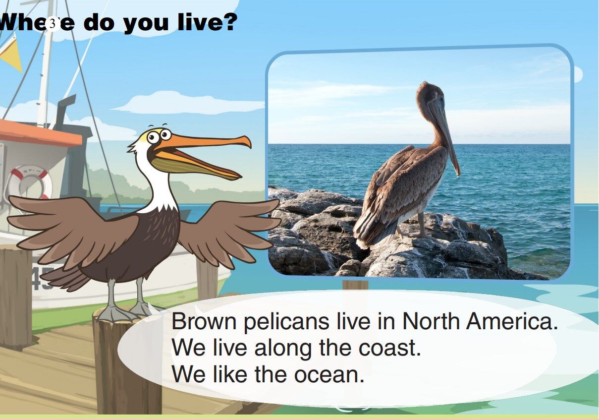 Brown Pelican绘本故事第4页