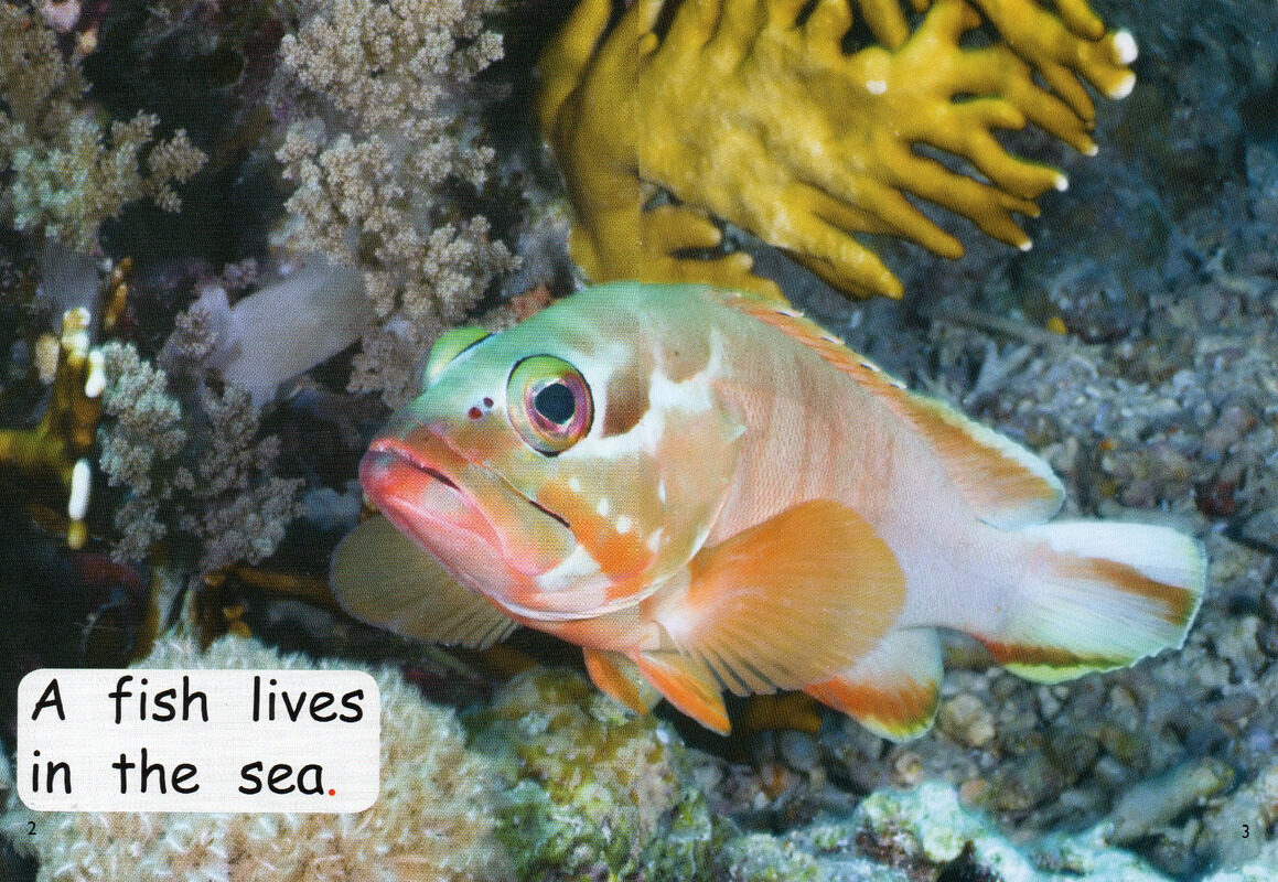 who lives in the sea？绘本故事第3页