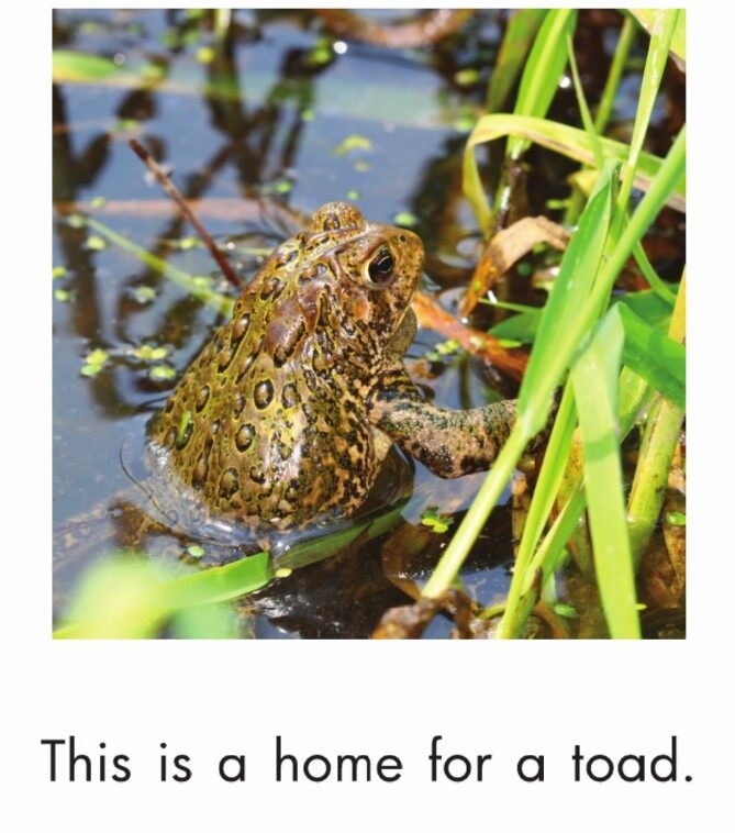 Animal Homes绘本故事第5页