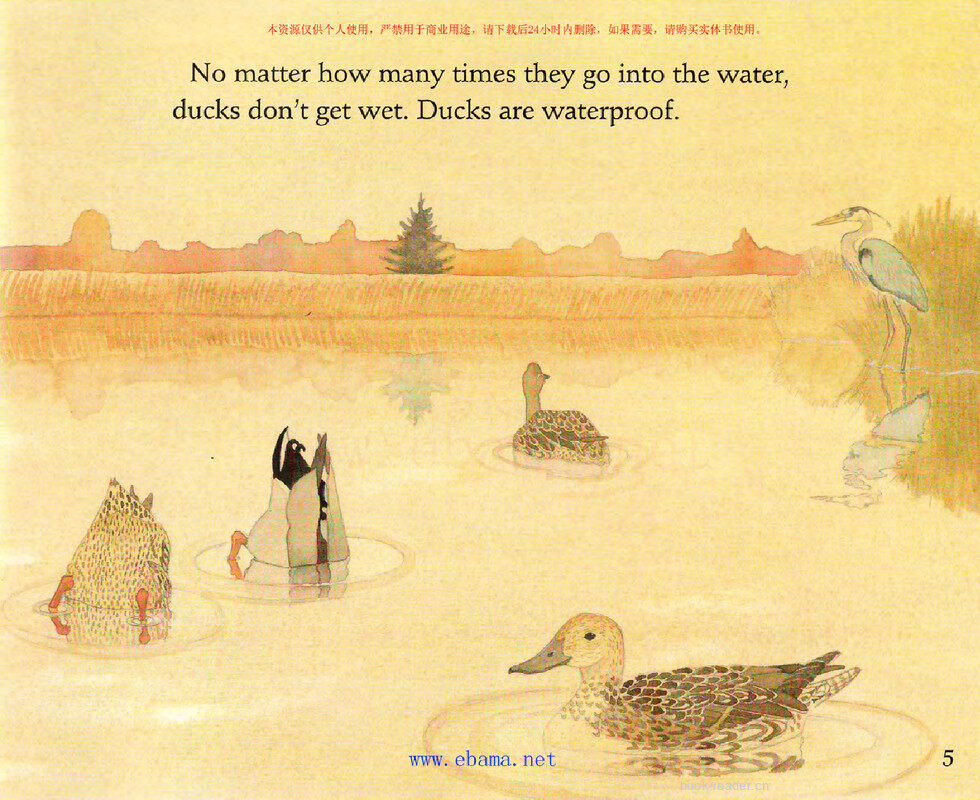 Ducks Do not Get  Wet绘本故事第4页