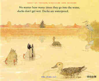 Ducks Do not Get  Wet绘本故事第4页