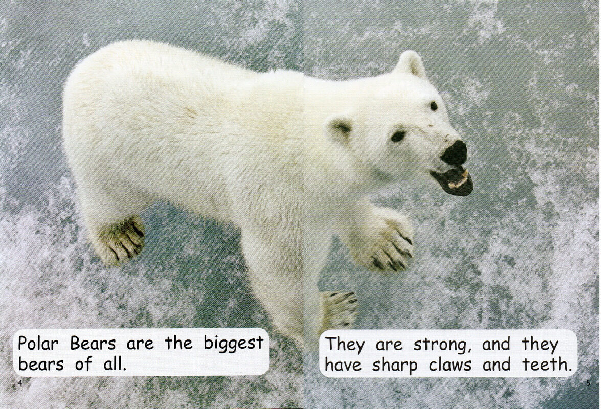 polar bear survival绘本故事第4页