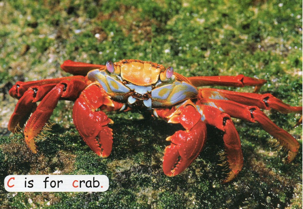 sea life绘本故事第3页