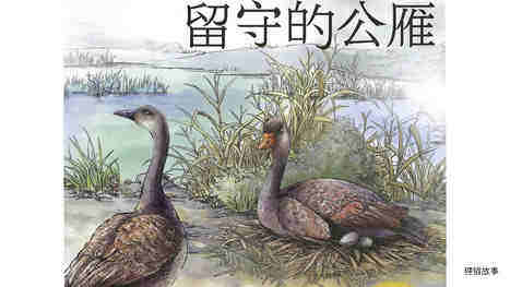留守的公雁绘本故事第2页