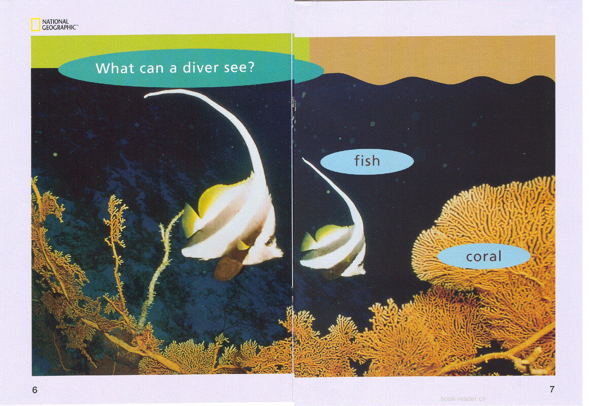 What Can a Diver See绘本故事第5页