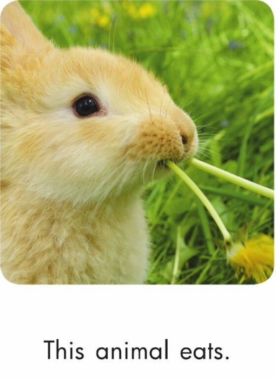 Animal Adventures绘本故事第3页